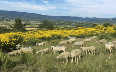 L’ABATTAGE À LA FERME