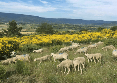 agroecologie – fiche théme