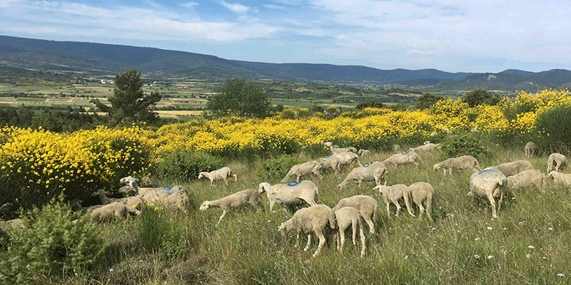 agroecologie – fiche théme