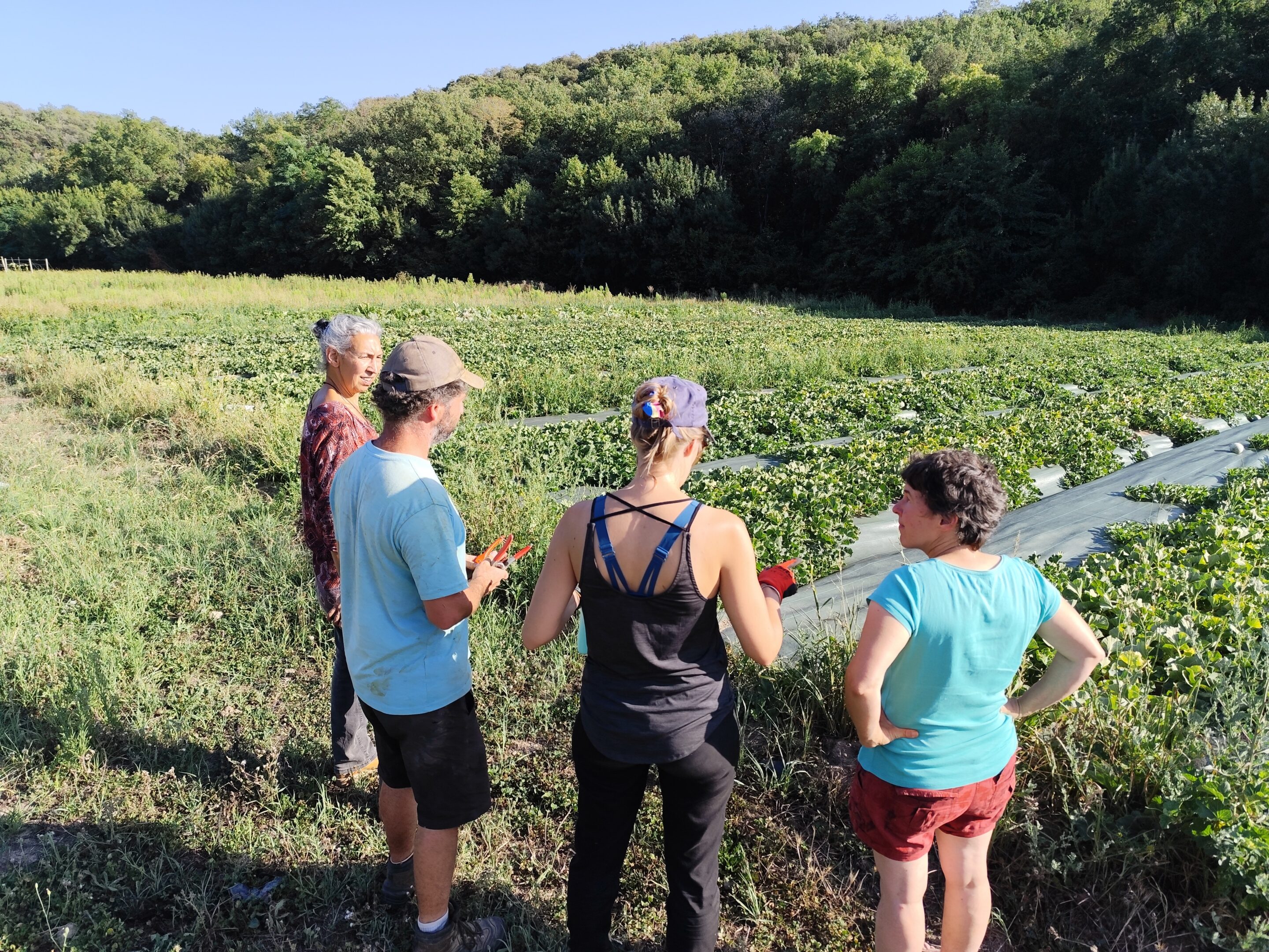 Des concombres à distribuer avec SOS Courgettes & Cie