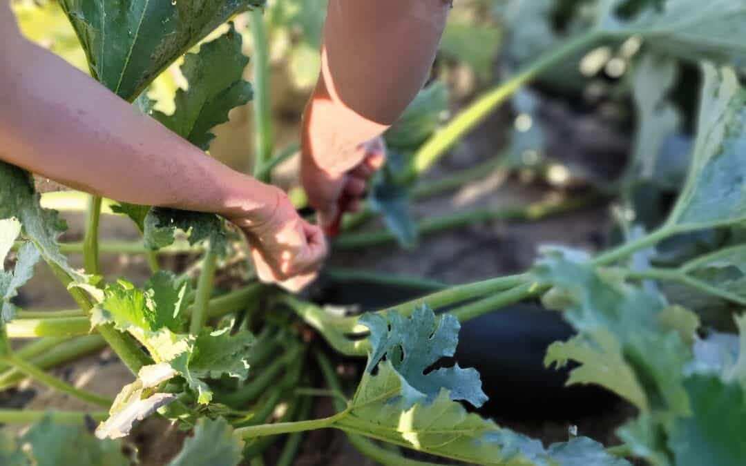 SOS Courgettes&Cie