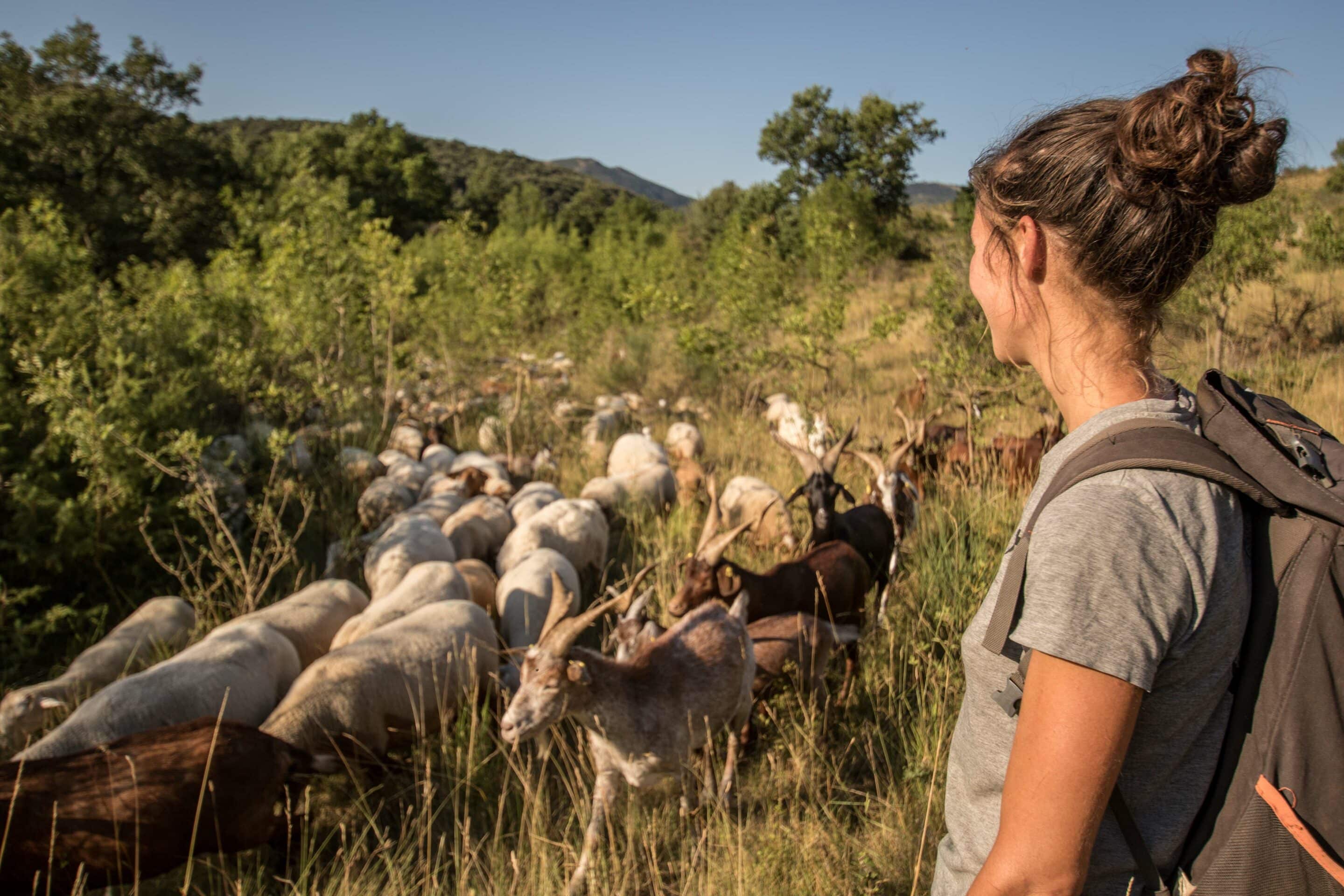 bergères et troupeau