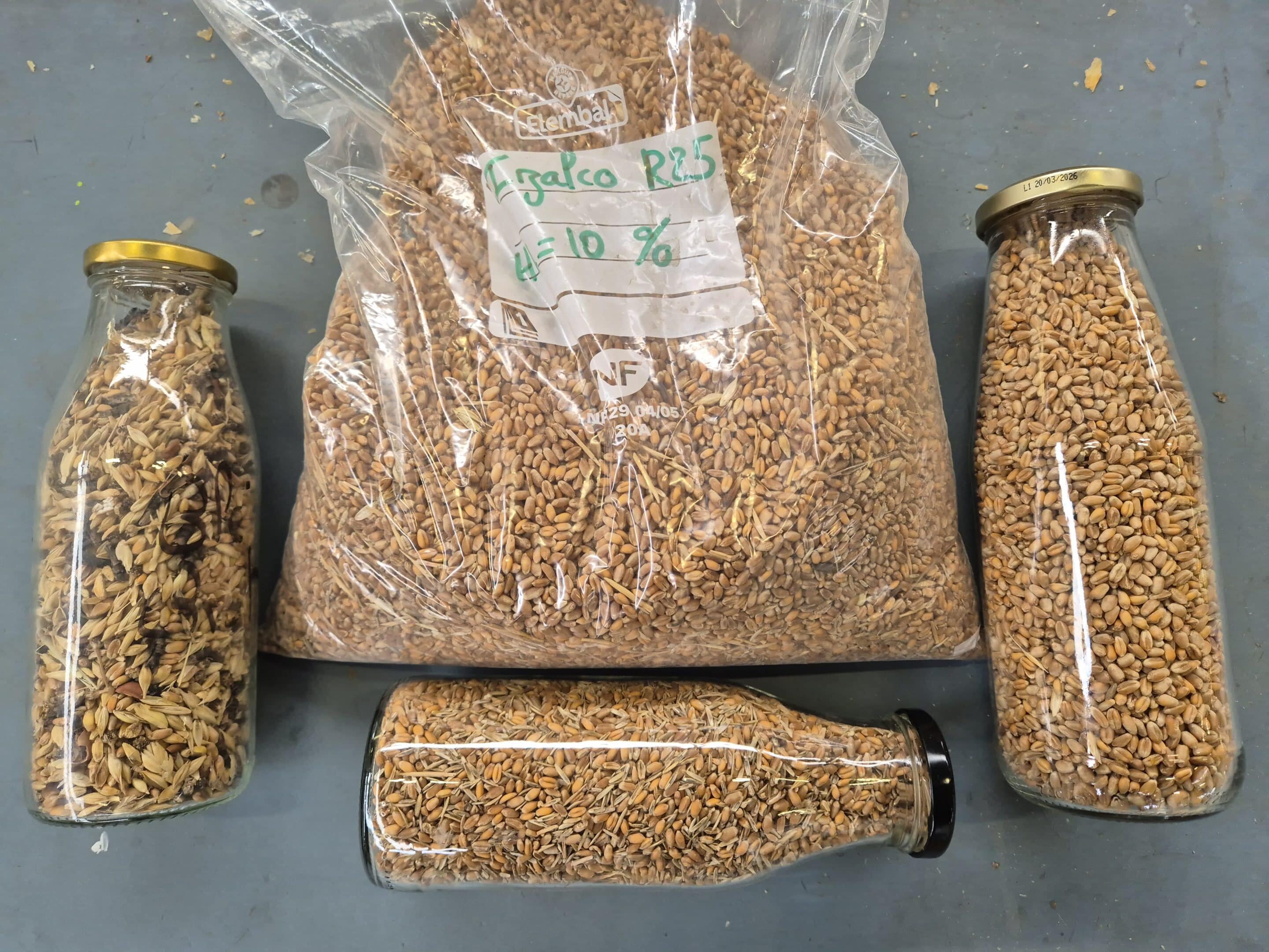 Atelier Pachemin - Présentation grains et farine, notion de gluten - Ferme Sainte-Raffine - Crédit photo : Margot Gonther-Maurin